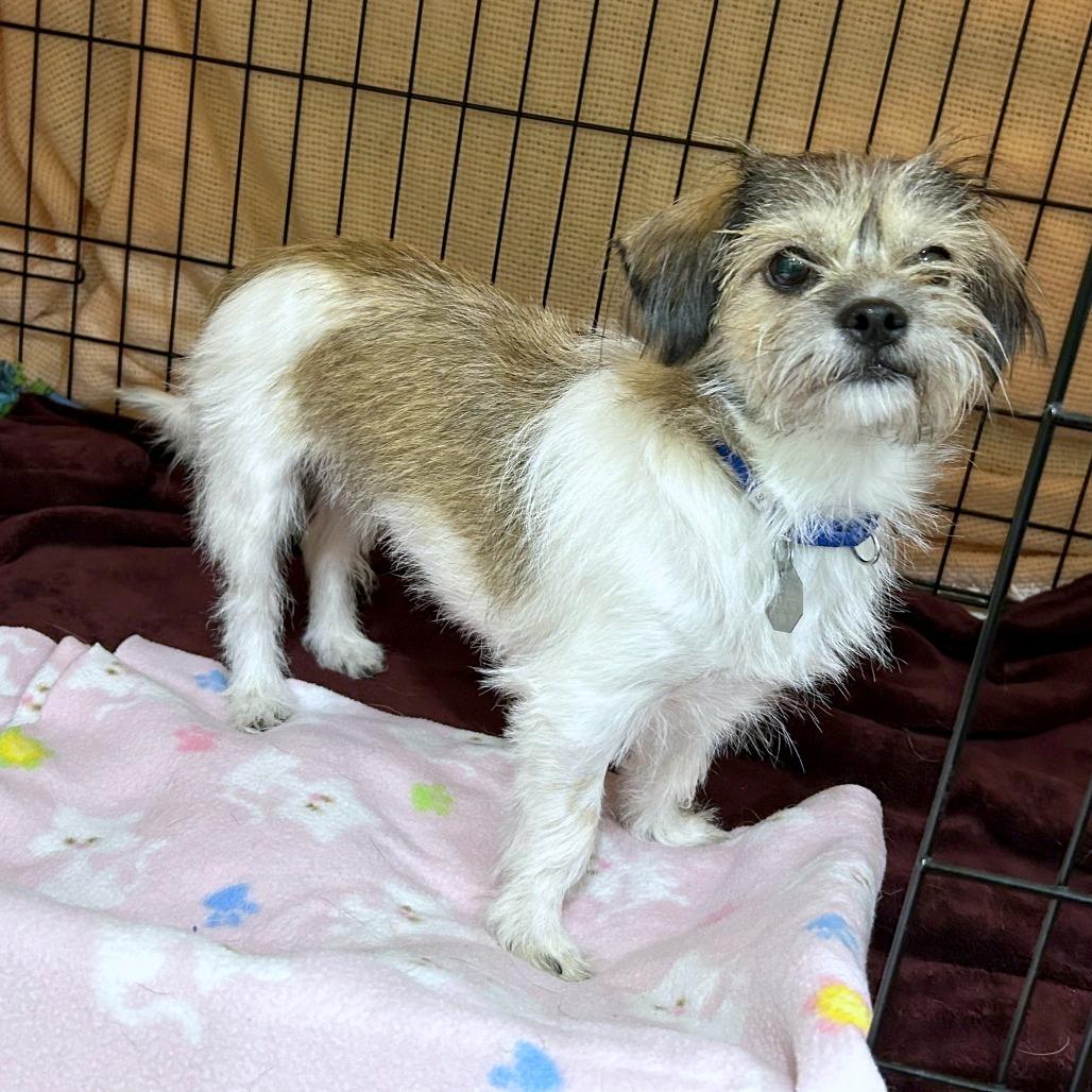 Enlarge Nadia, a Adoptable mixed breed in Woodinville, WA image 1/6