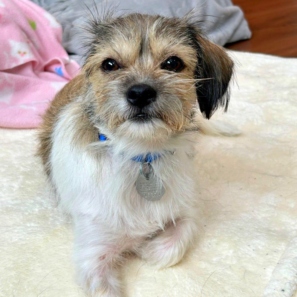 Enlarge Nadia, a Adoptable mixed breed in Woodinville, WA image 2/6