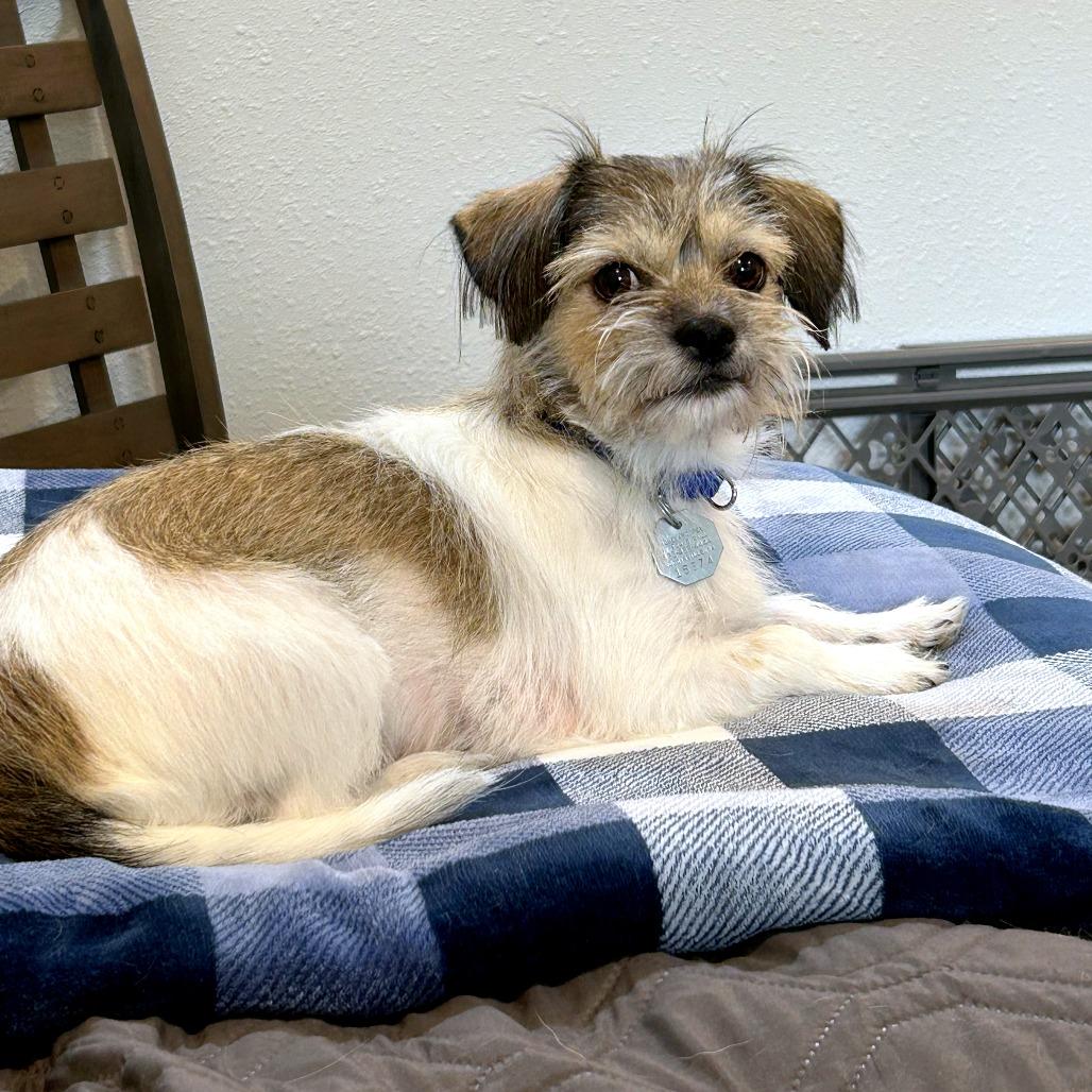 Enlarge Nadia, a Adoptable mixed breed in Woodinville, WA image 4/6