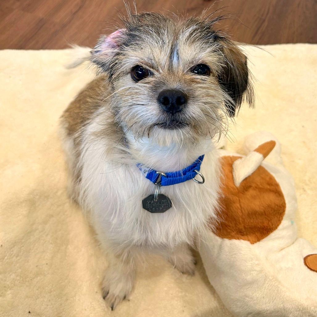 Enlarge Nadia, a Adoptable mixed breed in Woodinville, WA image 6/6