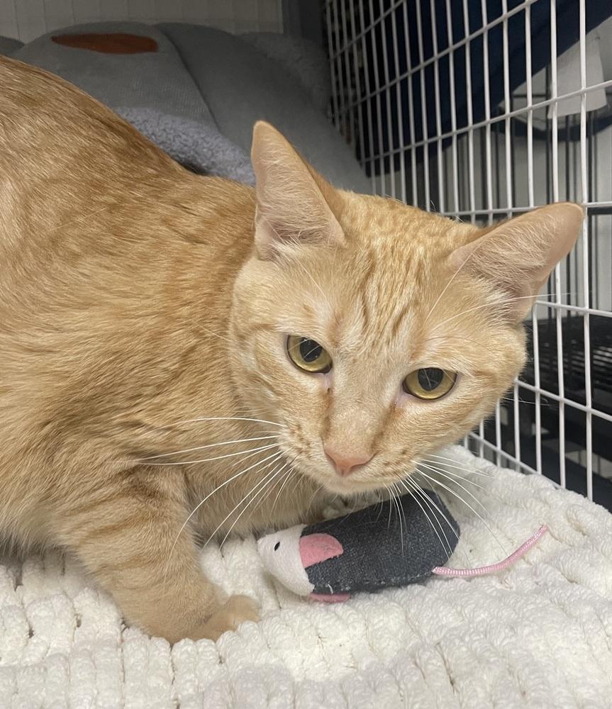 Enlarge Nala, a Adoptable Domestic Short Hair in Fort Walton Beach, FL image 1/1