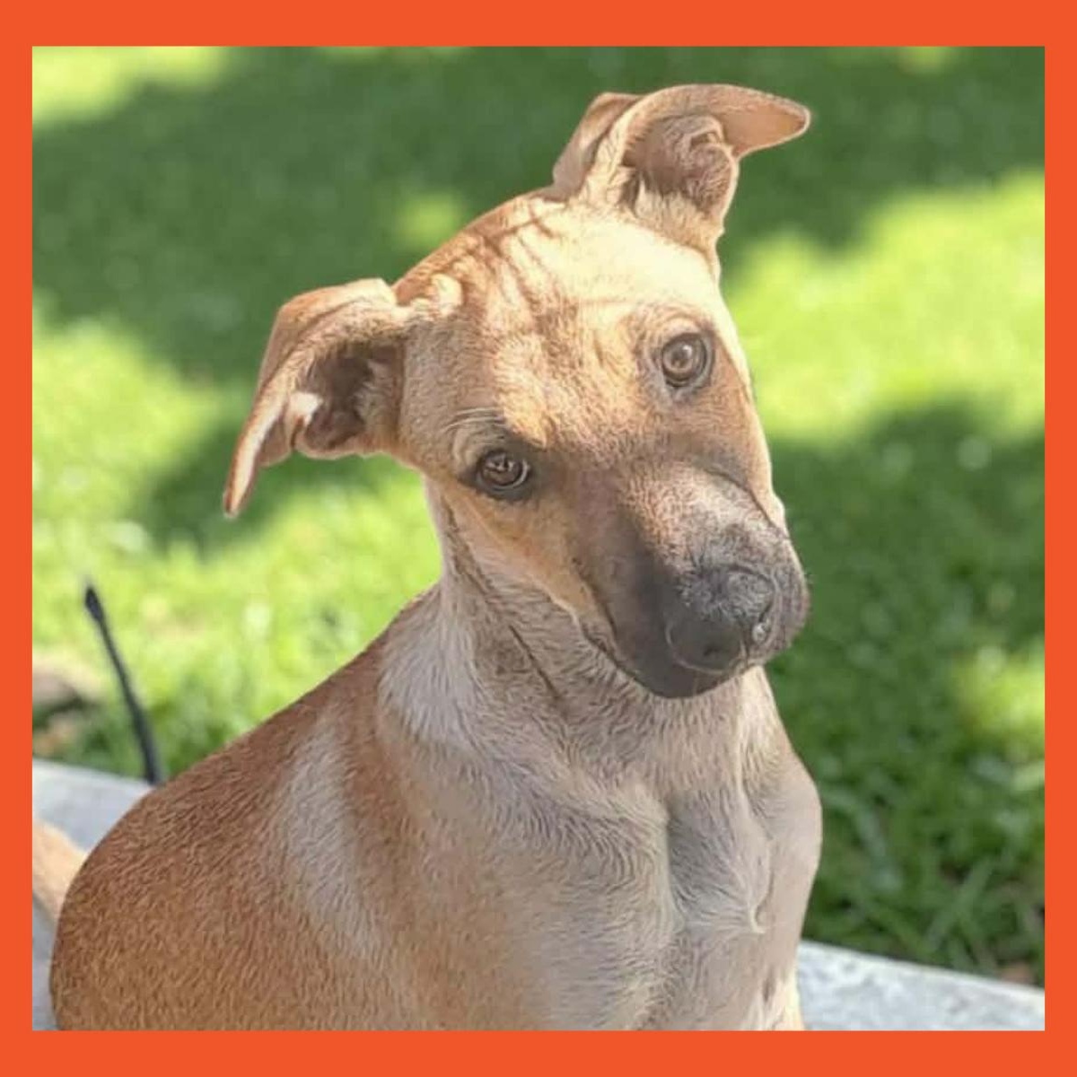 Hershel, Adoptable, Puppy Male Mixed Breed.