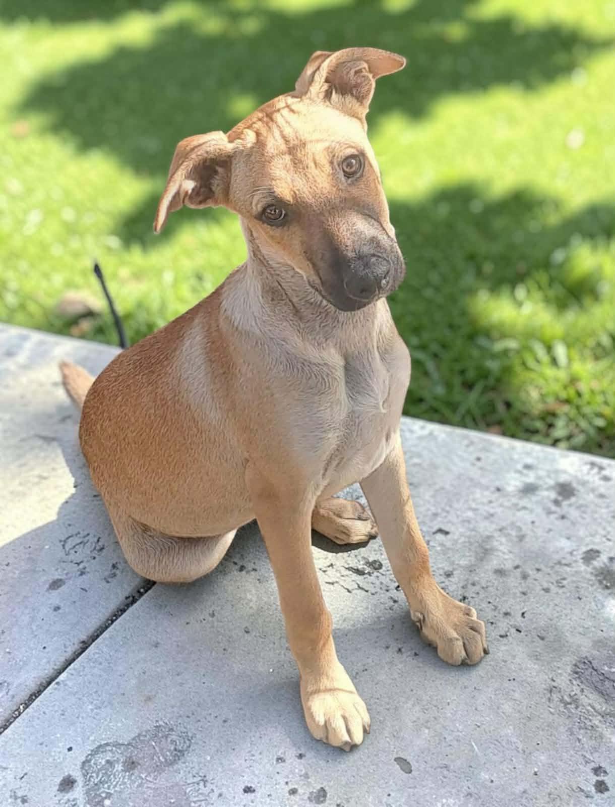 Hershel, a Adoptable mixed breed in San Francisco, CA image 2/2