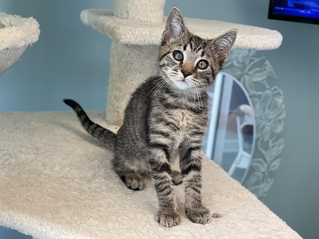 Valor, Baby Male Domestic Short Hair