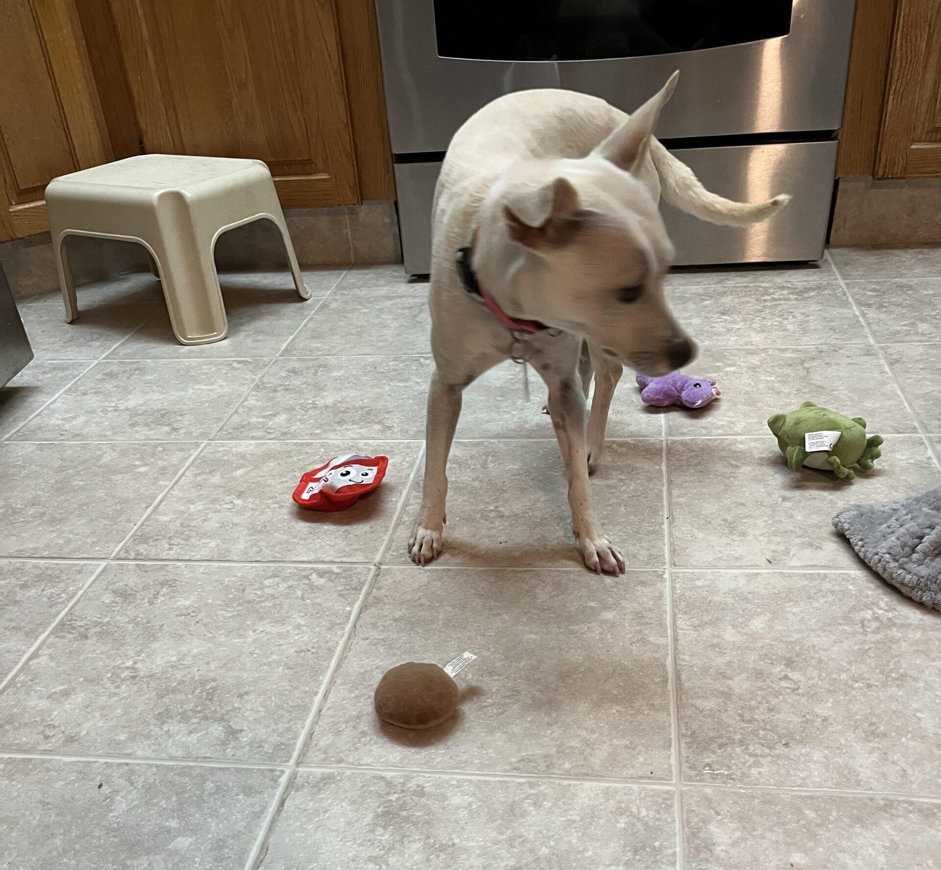 Enlarge Merida, a ADOPTABLE mixed breed in Calgary, AB image 2/2