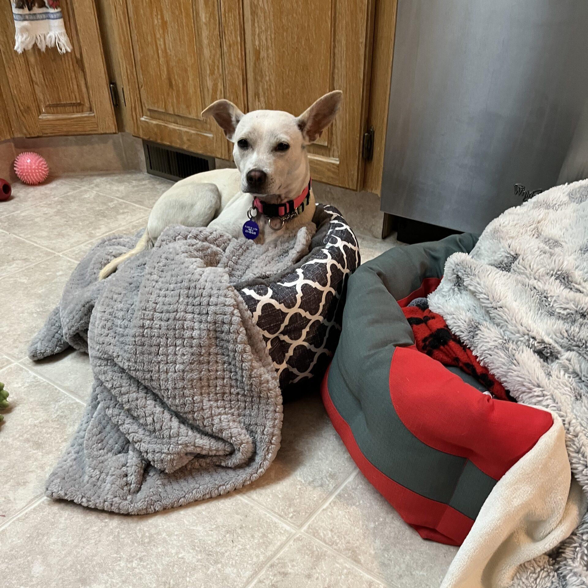 Merida, ADOPTABLE, Adult Female Chihuahua.