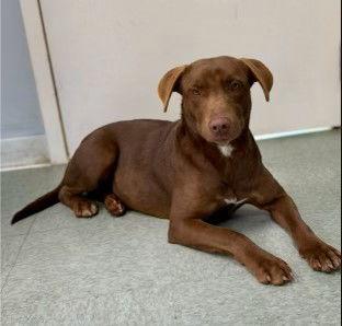 Enlarge Pumkin, a Adoptable Chocolate Labrador Retriever in Union Beach, NJ image 1/3