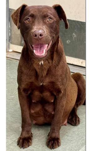 Enlarge Pumkin, a Adoptable Chocolate Labrador Retriever in Union Beach, NJ image 2/3
