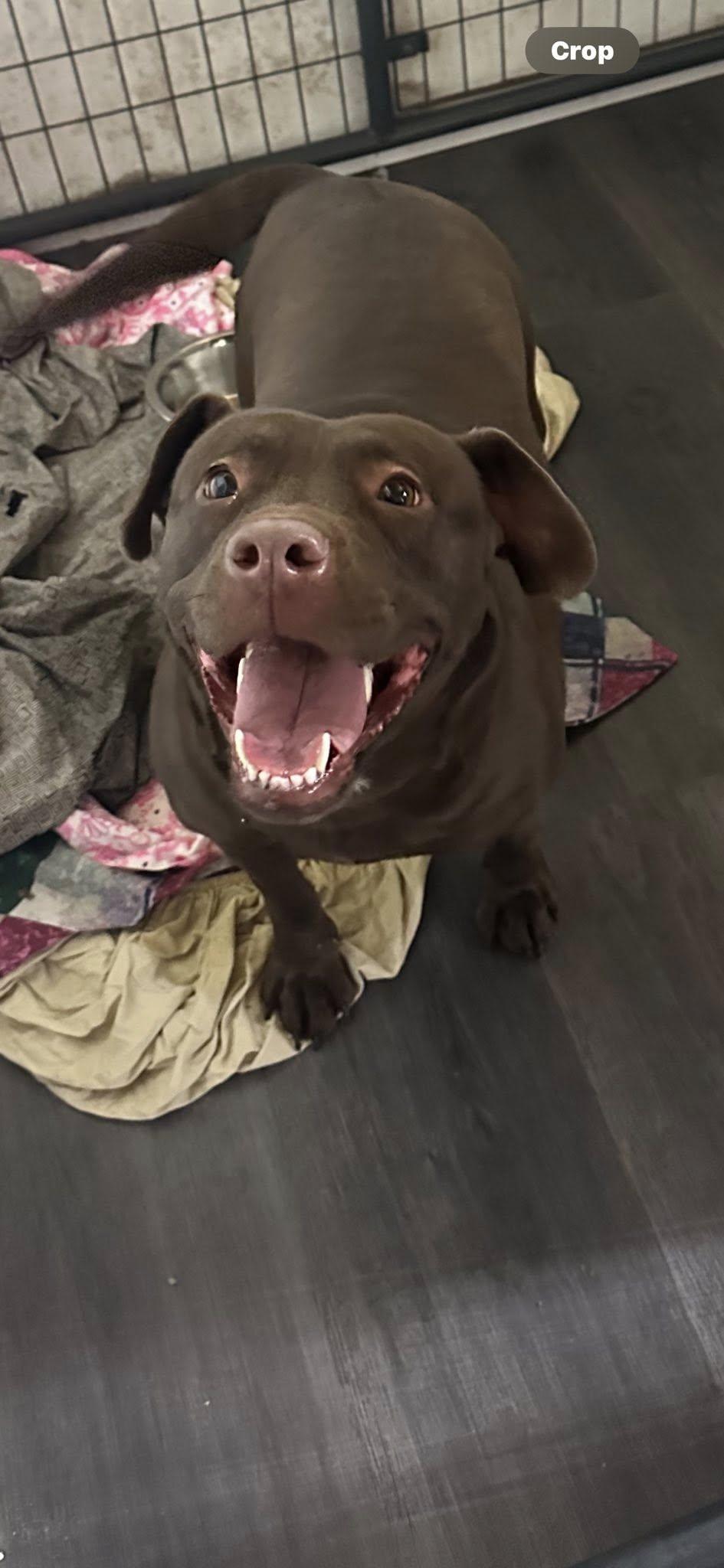 Enlarge Pumkin, a Adoptable Chocolate Labrador Retriever in Union Beach, NJ image 3/3