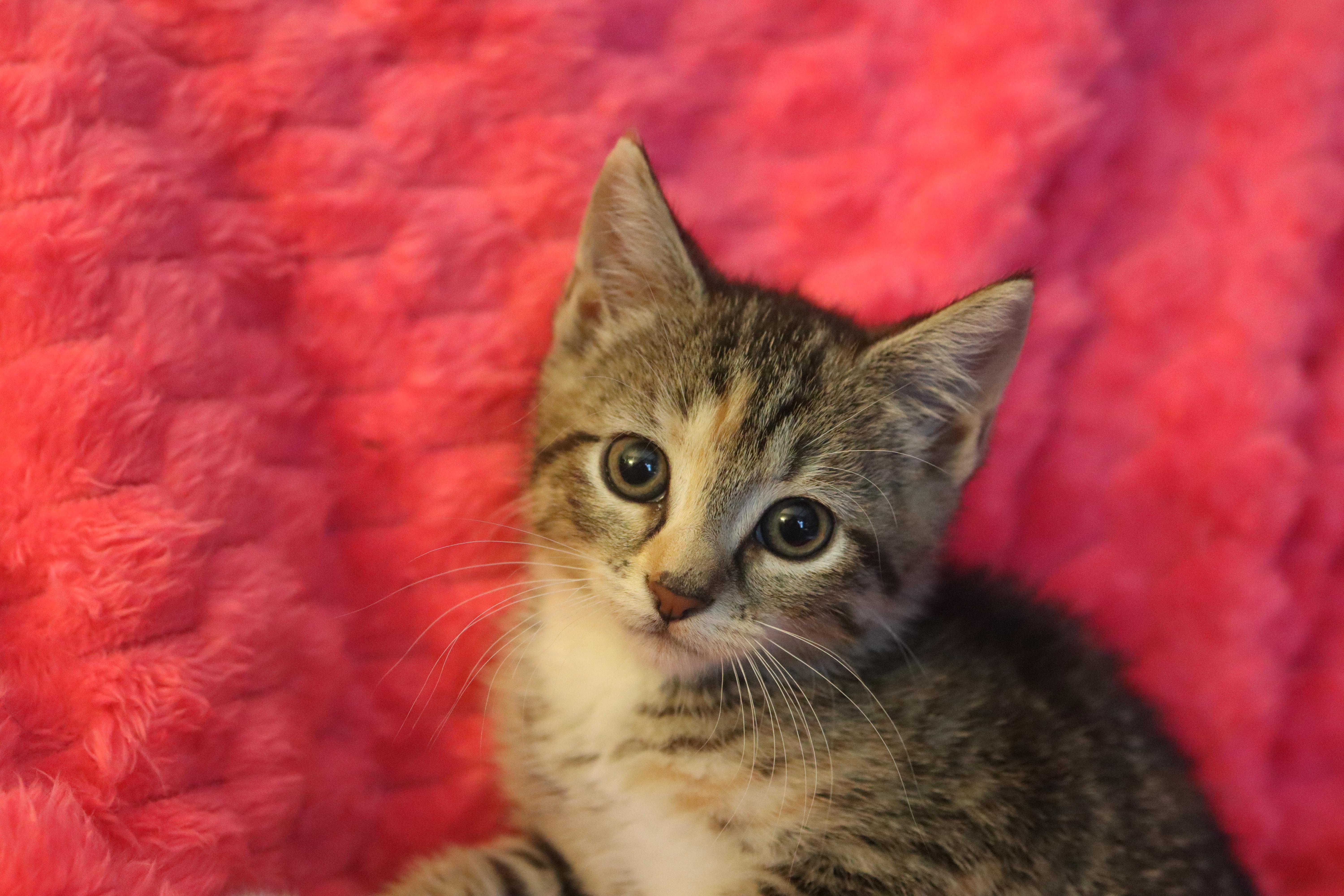 Enlarge Katara, a ADOPTABLE mixed breed in Franklin, TN image 1/1