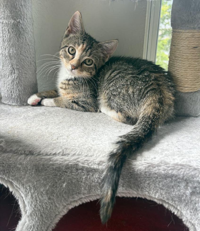 Katara, Adoptable, Kitten Female Domestic Short Hair.