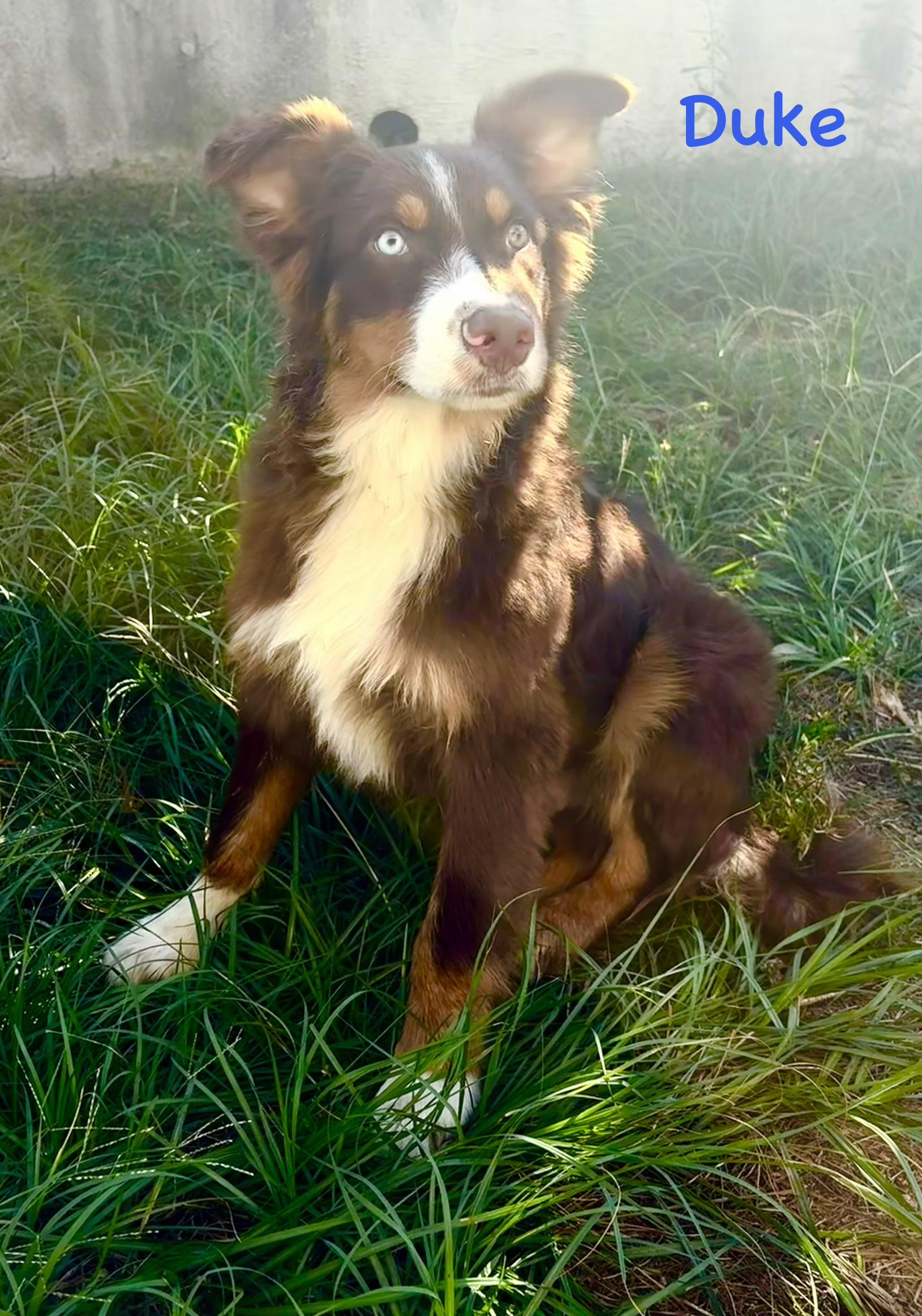 Border Collie Pinterst Duke - Adopted | Petfinder