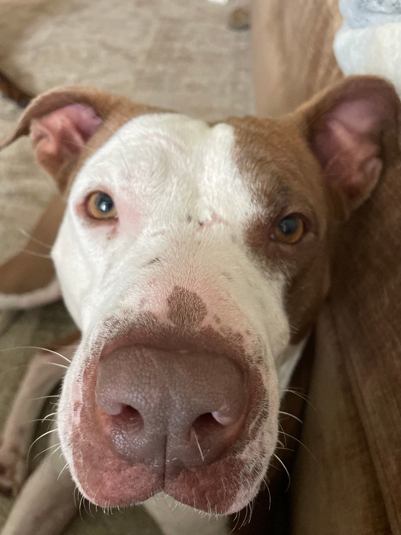 Polly, Adopted, Adult Female Pit Bull Terrier.