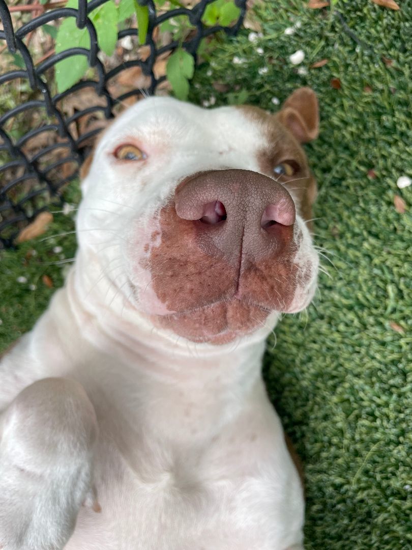 Enlarge Polly, a Adopted Pit Bull Terrier in tampa, FL image 2/4