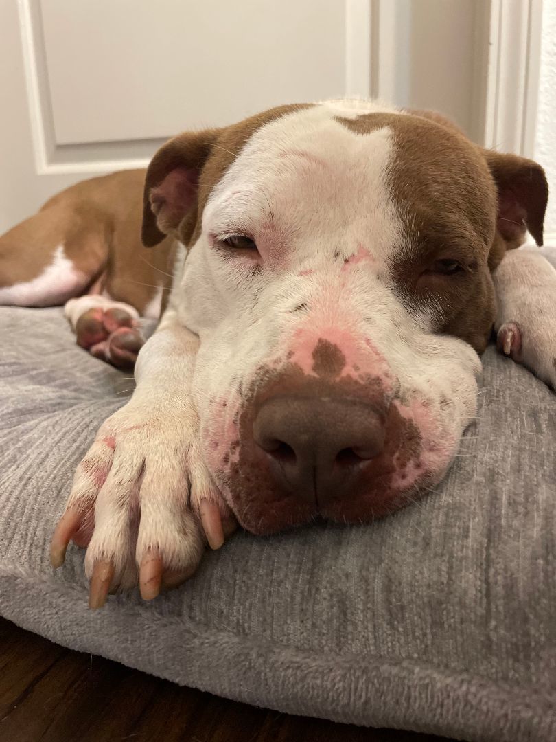 Enlarge Polly, a Adopted Pit Bull Terrier in tampa, FL image 3/4