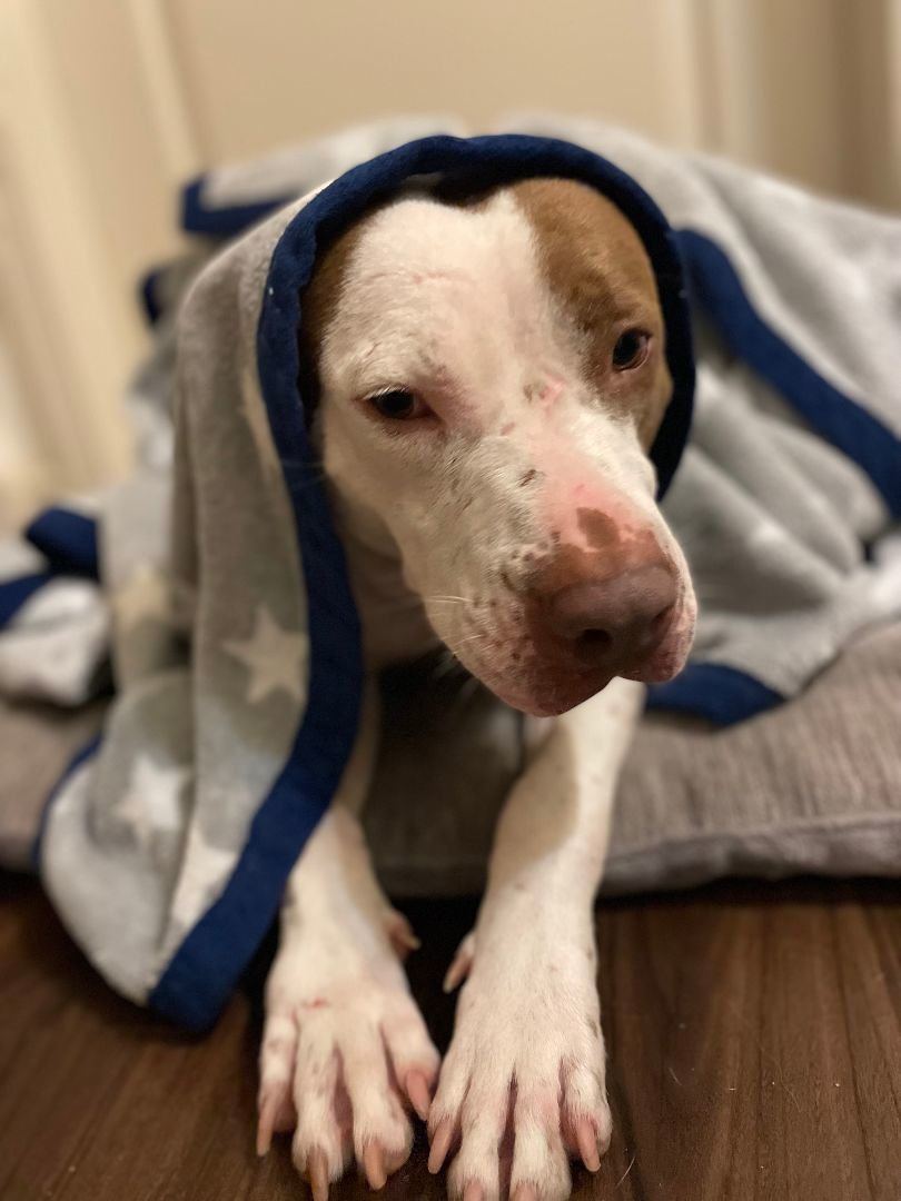 Enlarge Polly, a Adopted Pit Bull Terrier in tampa, FL image 4/4