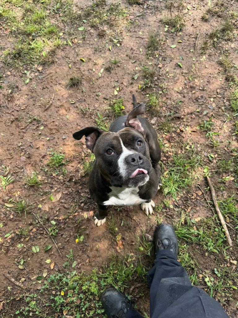 Fuse, Adoptable, Adult Male Bull Terrier.
