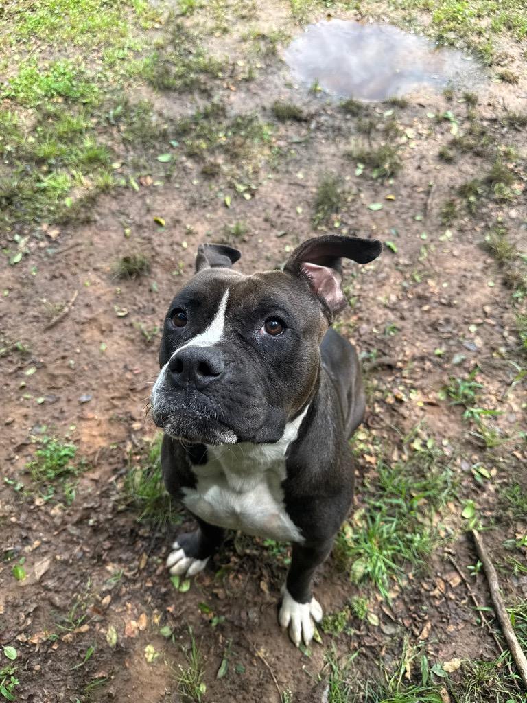 Enlarge Fuse, a Adoptable Bull Terrier in Benton, AR image 2/5