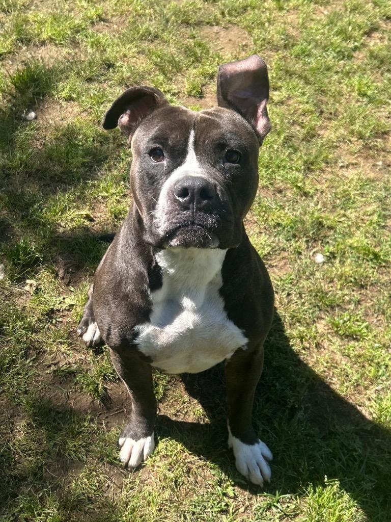 Enlarge Fuse, a Adoptable Bull Terrier in Benton, AR image 3/5