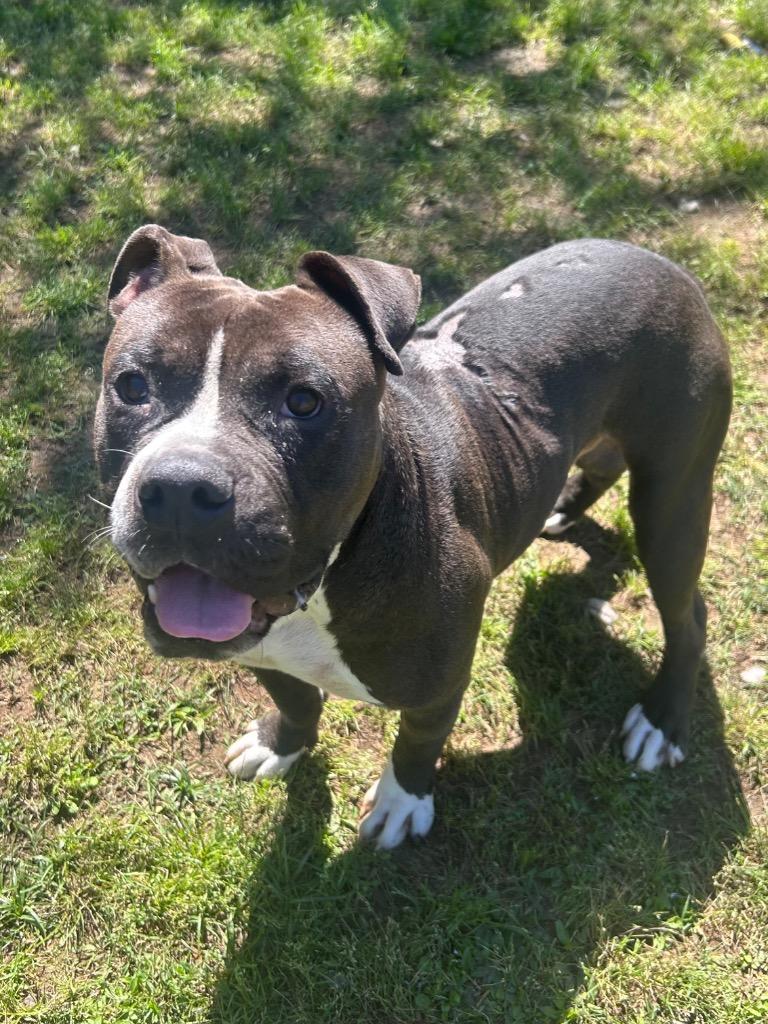 Enlarge Fuse, a Adoptable Bull Terrier in Benton, AR image 4/5