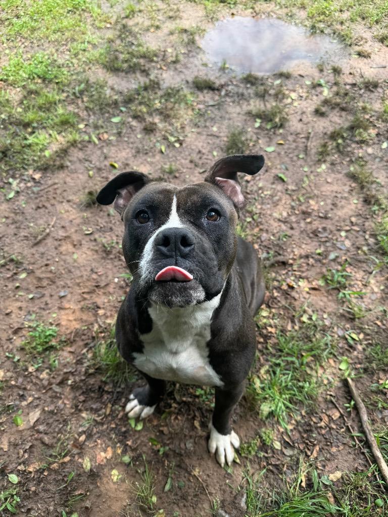 Enlarge Fuse, a Adoptable Bull Terrier in Benton, AR image 5/5