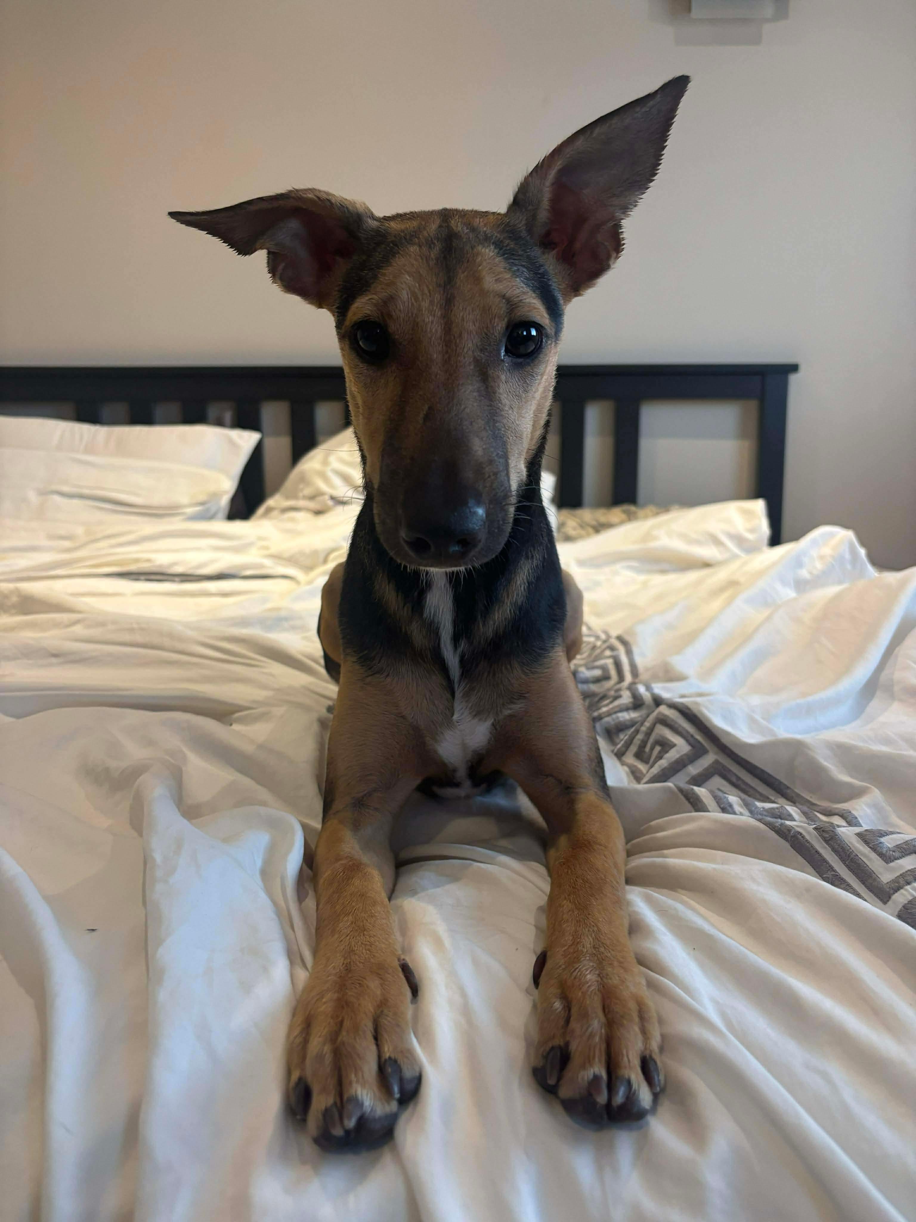 Enlarge Marjie, a Adoptable Mixed Breed in Hamilton, ON image 2/3