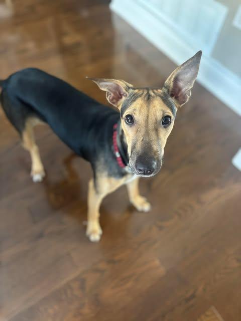 Marjie, Adoptable, Puppy Female Mixed Breed.