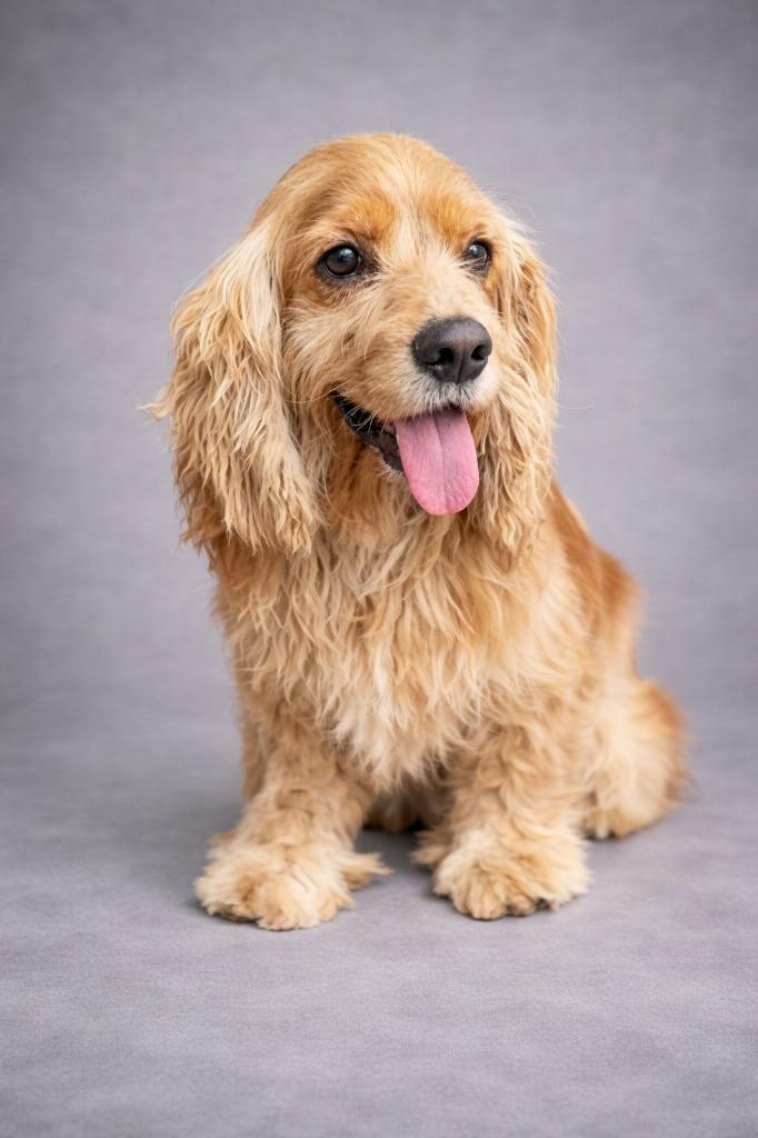 Enlarge Topper, a Adopted Cocker Spaniel in Hardeeville, SC image 1/1