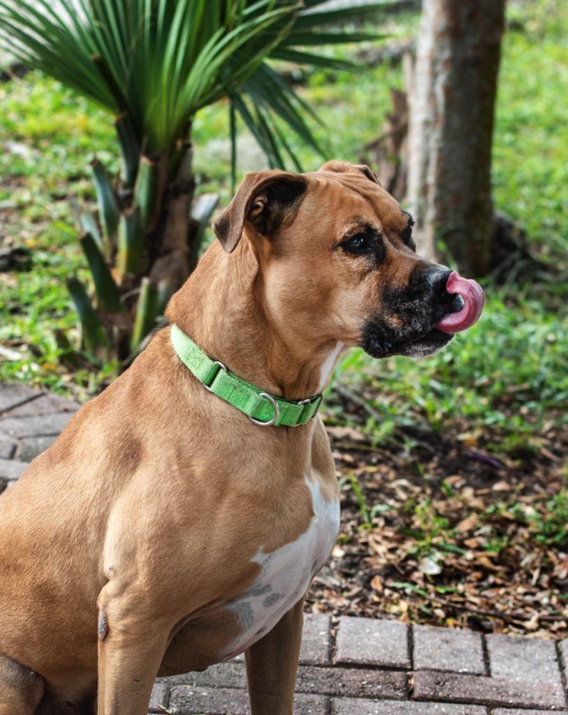 Dante, Adoptable, Senior Male Mixed Breed.