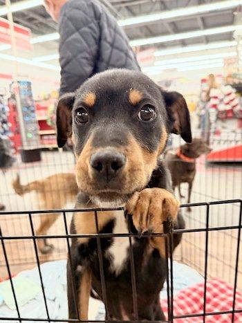 Winston — thumbnail 2