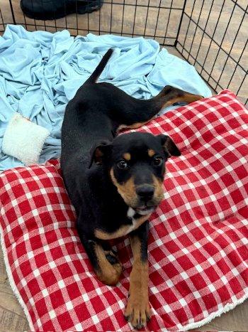 Winston — thumbnail 4