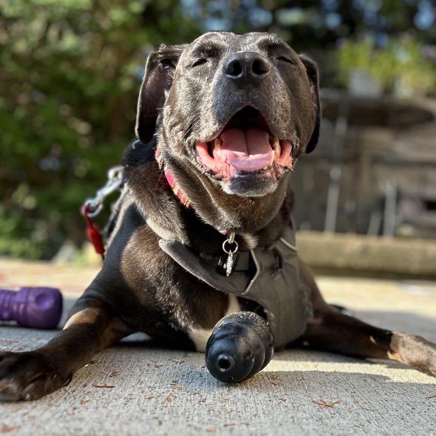 Enlarge Henry, a Adoptable Black Labrador Retriever in Middletown, OH image 1/5