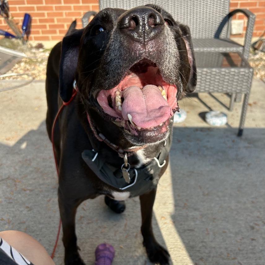 Enlarge Henry, a Adoptable Black Labrador Retriever in Middletown, OH image 2/5