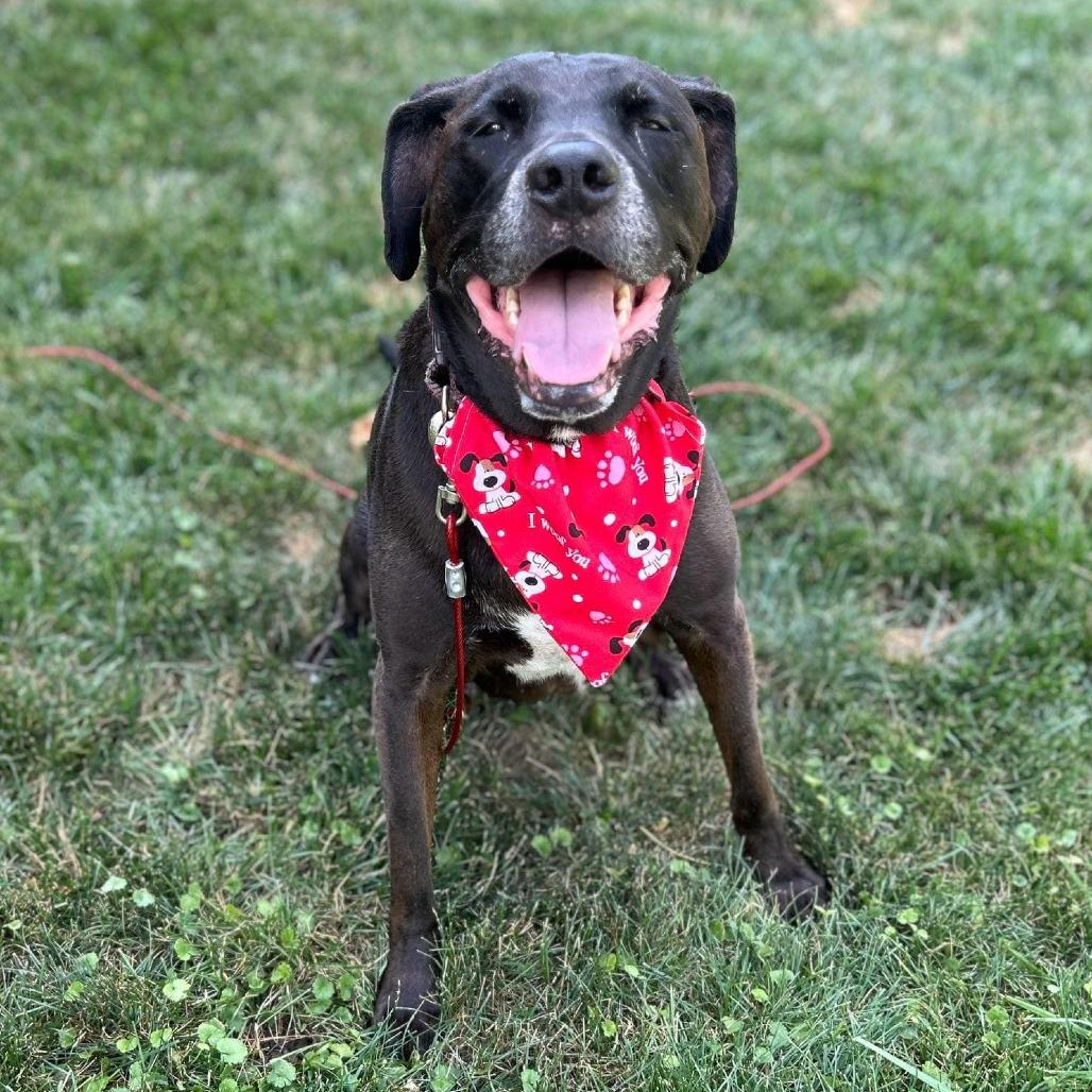 Enlarge Henry, a Adoptable Black Labrador Retriever in Middletown, OH image 3/5