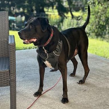 Enlarge Henry, a Adoptable Black Labrador Retriever in Middletown, OH image 4/5