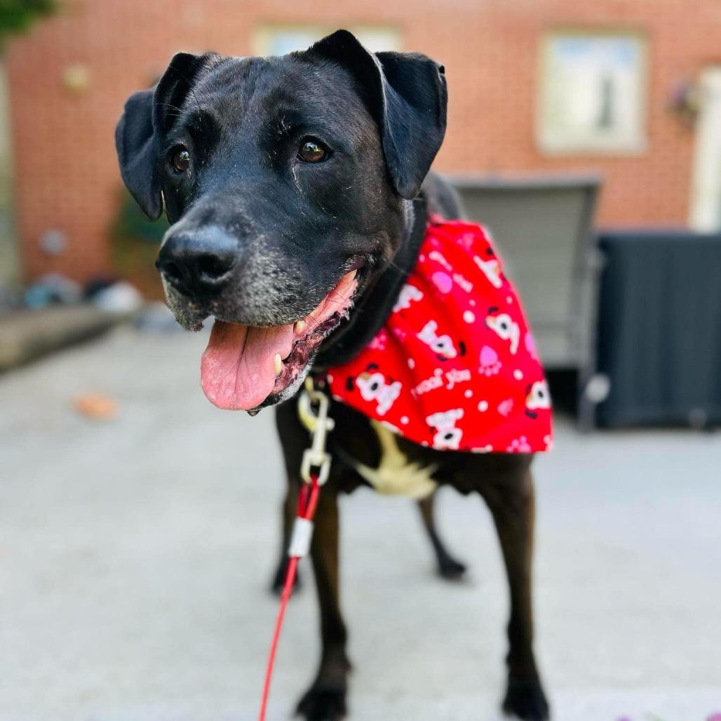 Enlarge Henry, a Adoptable Black Labrador Retriever in Middletown, OH image 5/5