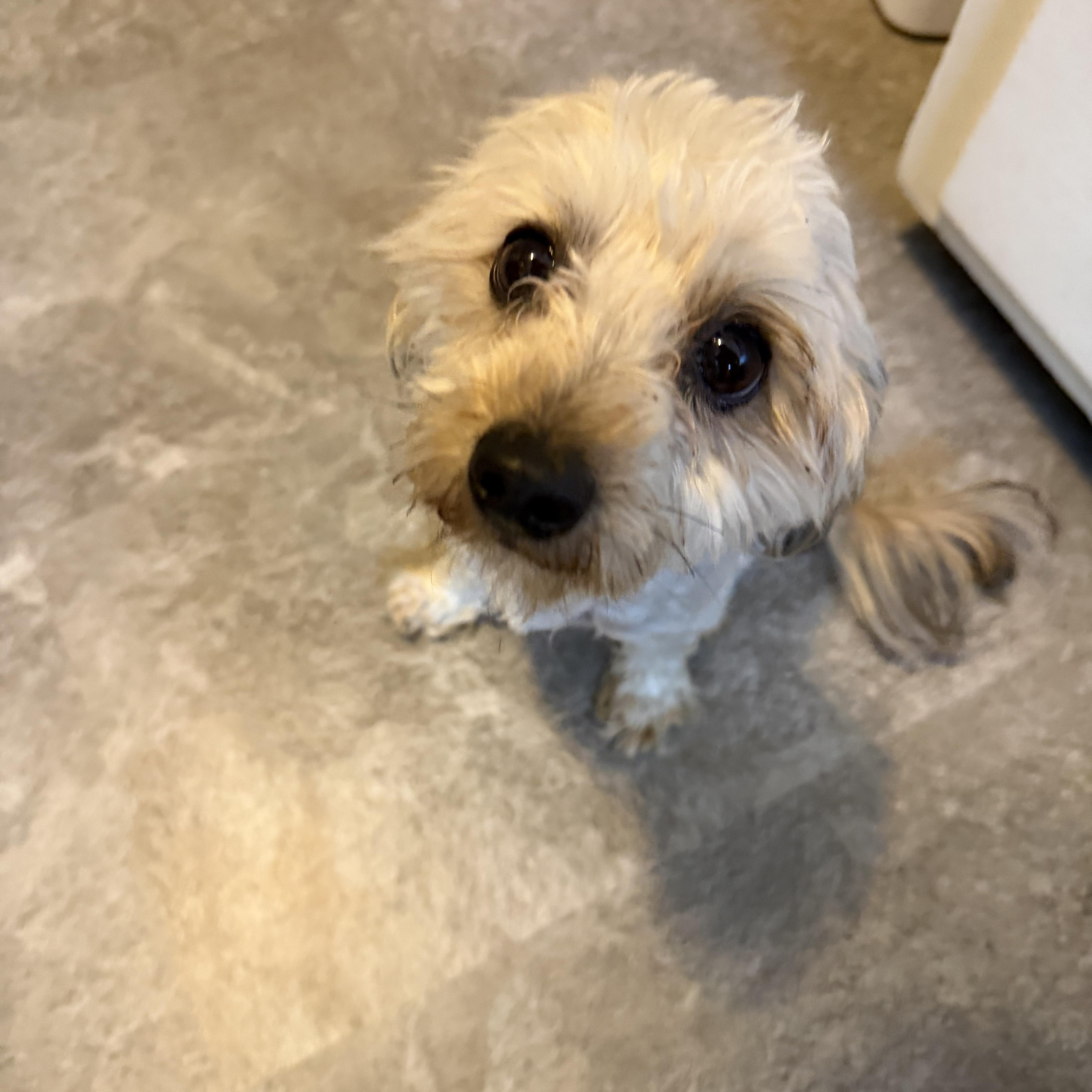 Champ, a ADOPTABLE mixed breed in Bettendorf, IA image 2/5