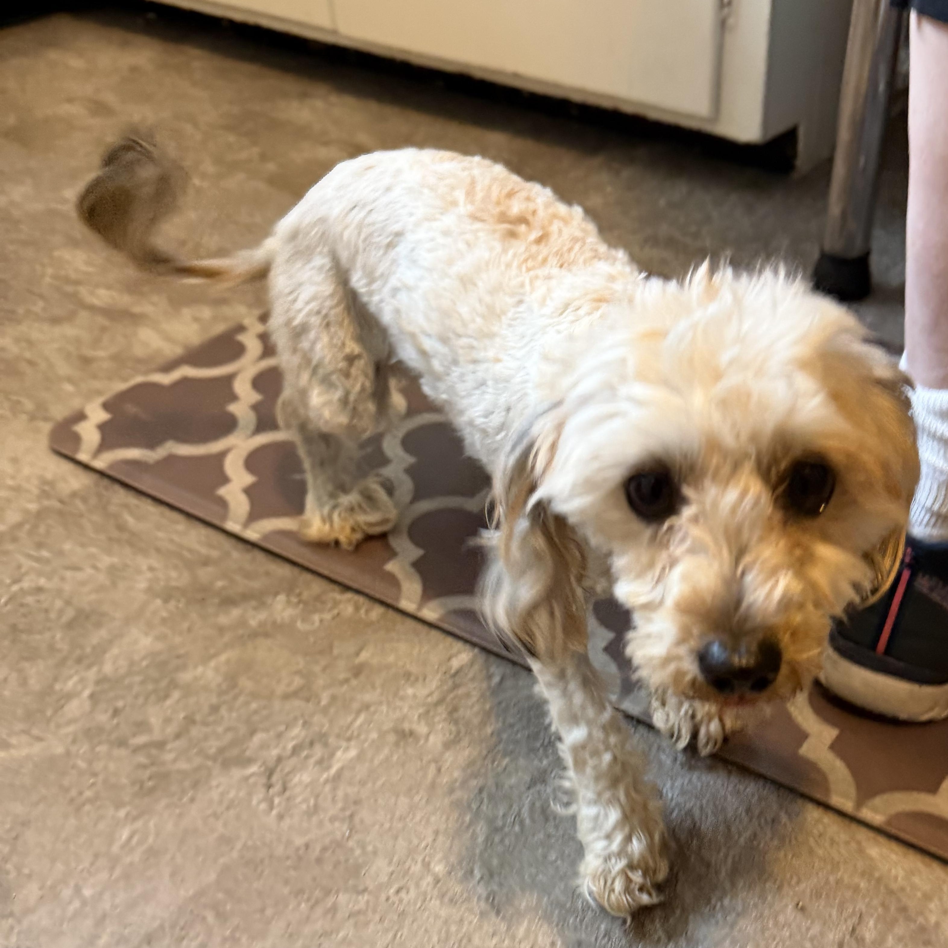 Champ, a ADOPTABLE mixed breed in Bettendorf, IA image 3/5