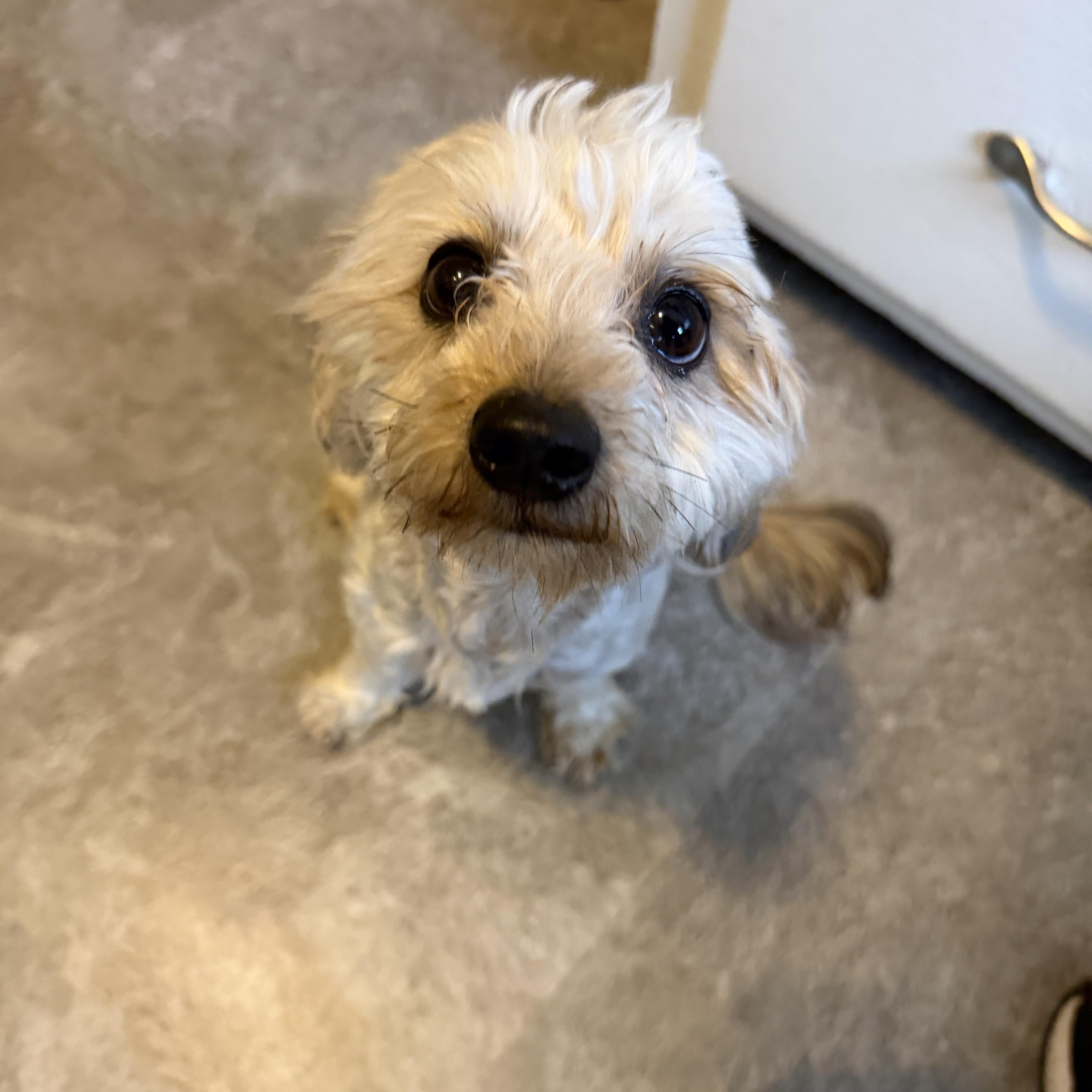 Champ, ADOPTABLE, Adult Male Miniature Poodle & Dachshund.
