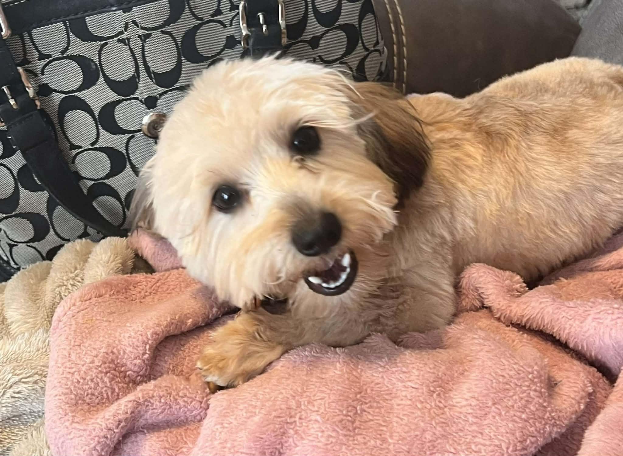 Champ, a ADOPTABLE mixed breed in Bettendorf, IA image 4/5