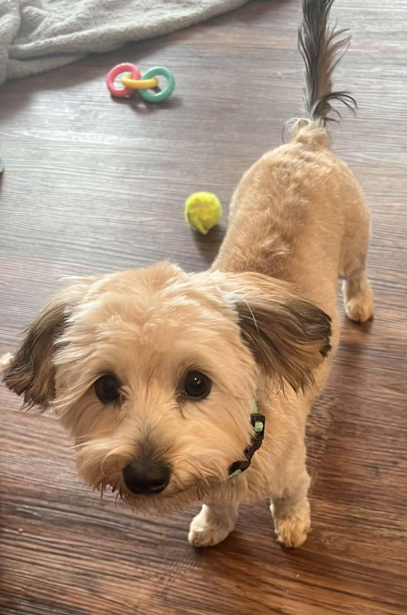 Champ, a ADOPTABLE mixed breed in Bettendorf, IA image 5/5