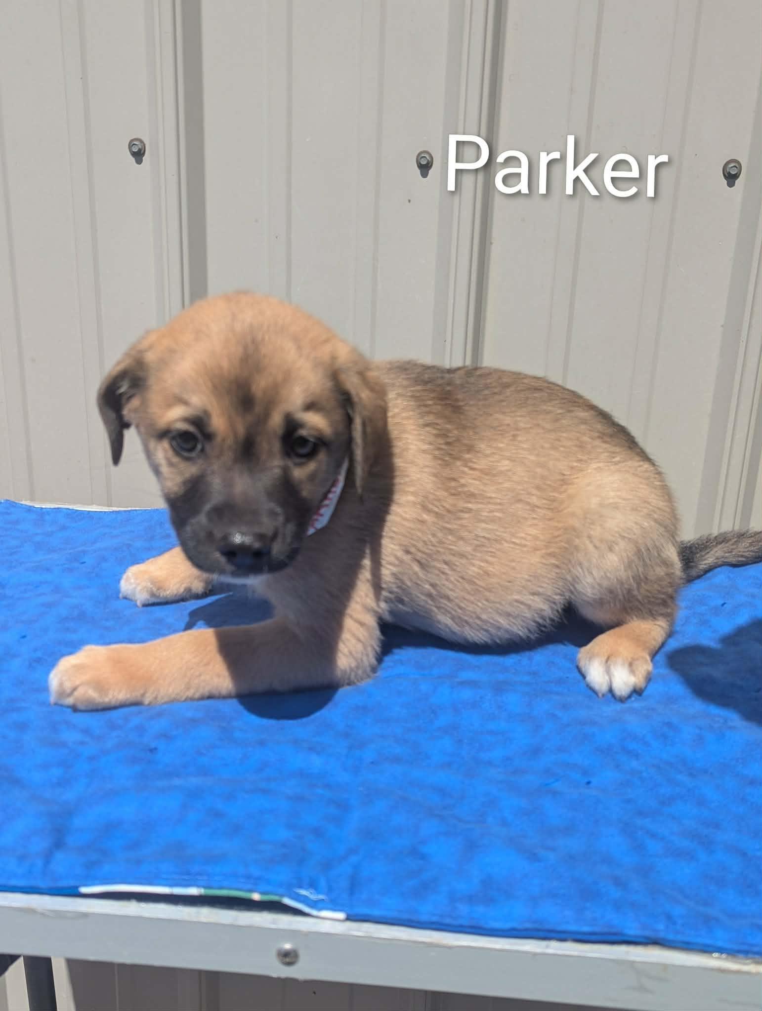 Parker, ADOPTABLE, Puppy Male Mixed Breed.