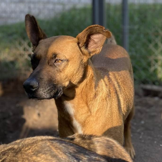 Rodeo PC, an adoptable Boxer in Goliad, TX, 77963 | Photo Image 6
