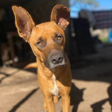 Rodeo PC, an adoptable Boxer in Goliad, TX, 77963 | Photo Image 2