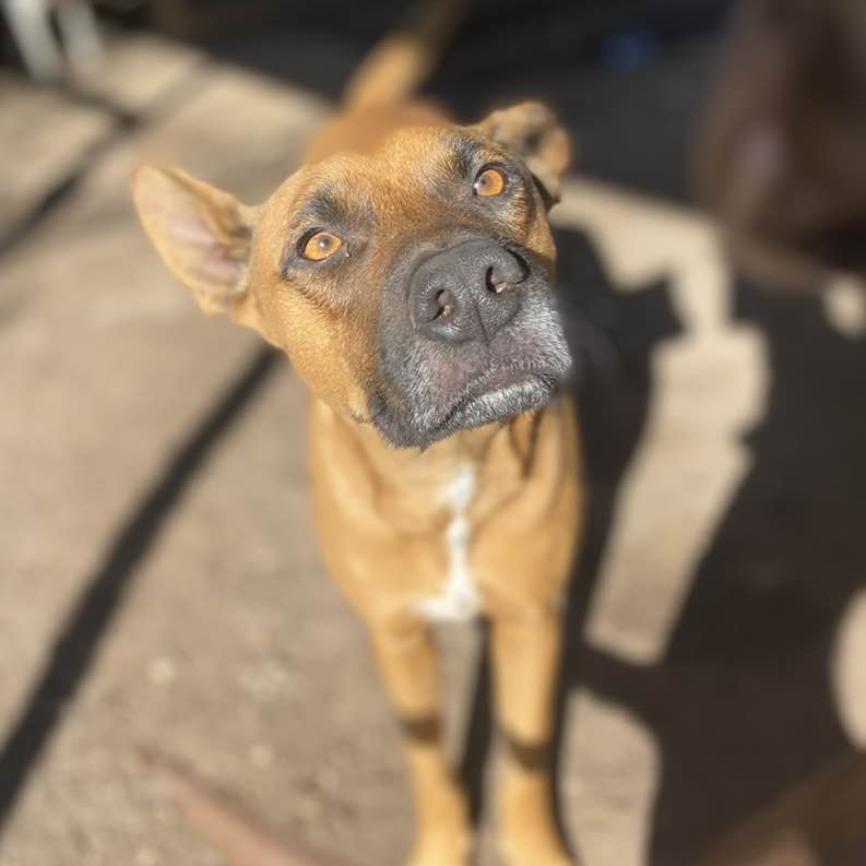 Rodeo PC, an adoptable Boxer in Goliad, TX, 77963 | Photo Image 4