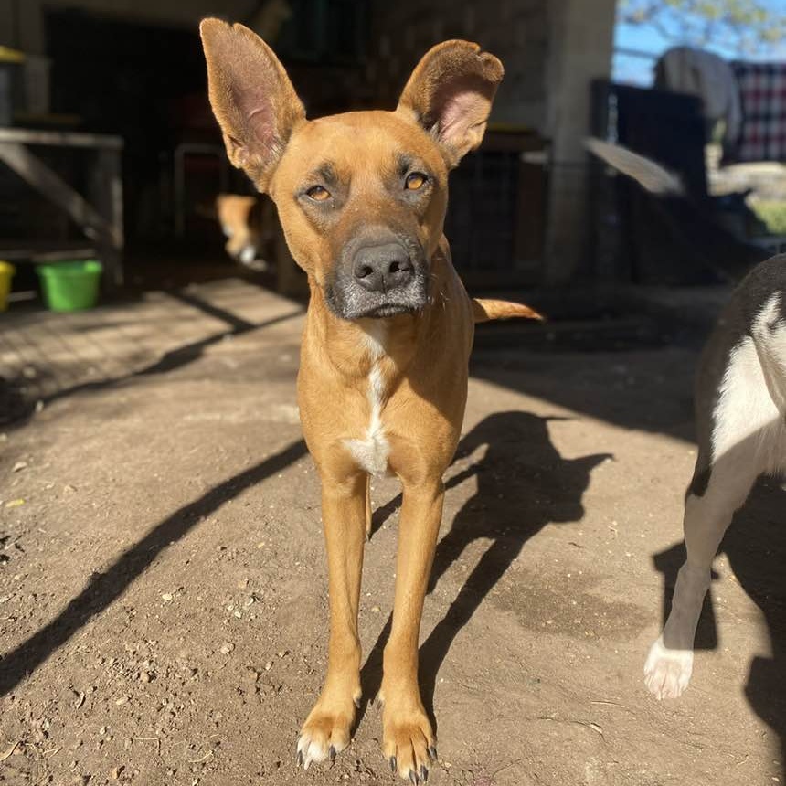 Rodeo PC, an adoptable Boxer in Goliad, TX, 77963 | Photo Image 5