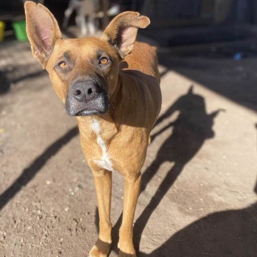 Rodeo PC, an adoptable Boxer in Goliad, TX, 77963 | Photo Image 3