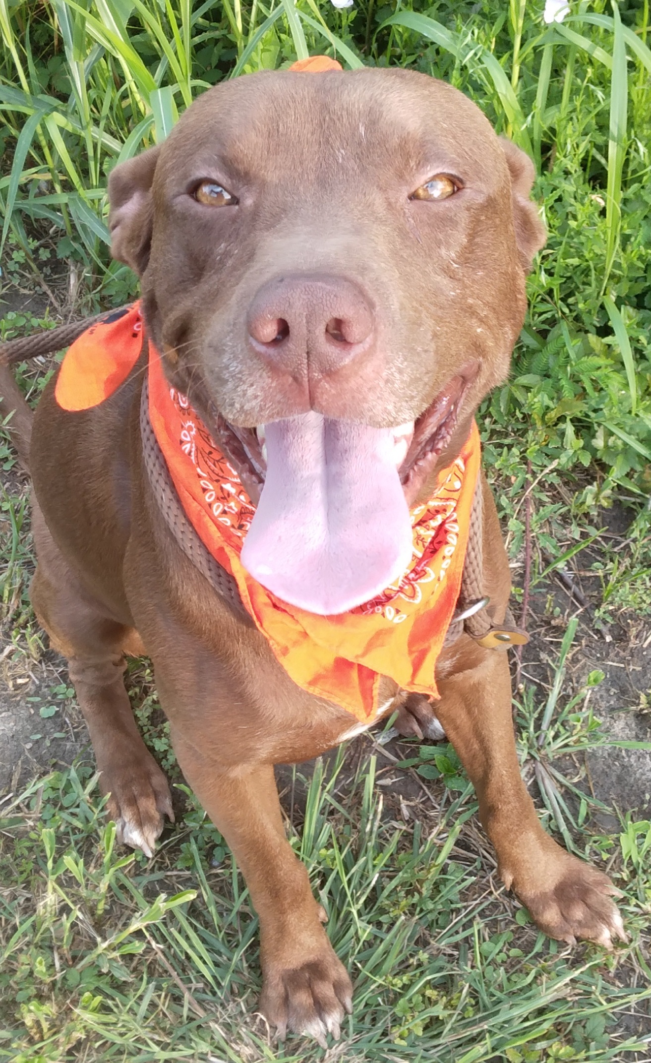 Brownie - Loves to play Fetch! (WA-7956241), a Adoptable mixed breed in Bothell, WA image 5/6