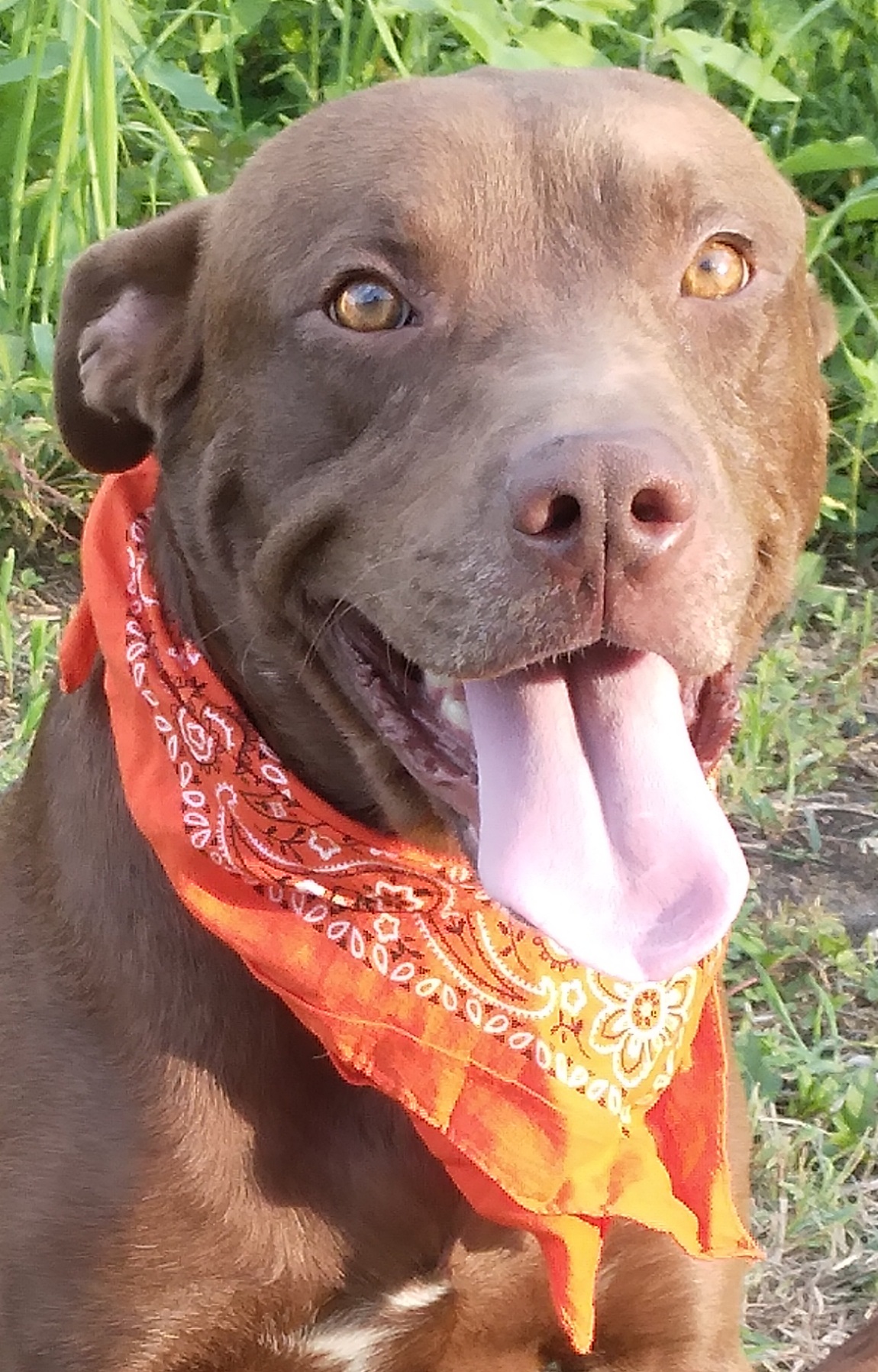 Brownie - Loves to play Fetch! (WA-7956241), a Adoptable mixed breed in Bothell, WA image 4/6