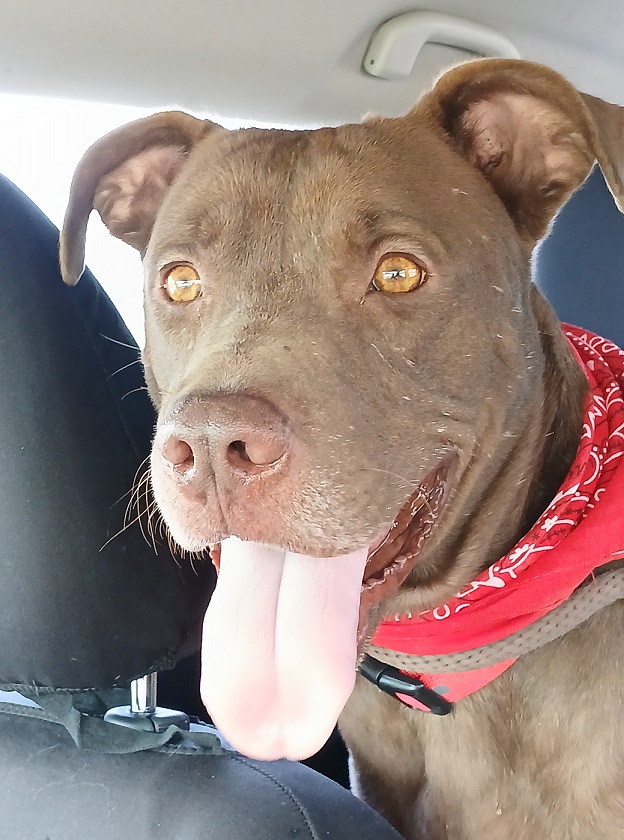 Brownie - Loves to play Fetch! (WA-7956241), a Adoptable mixed breed in Bothell, WA image 3/6